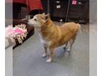 Shiba Inu DOG FOR ADOPTION RGADN-1011143 - Dogzilla - Shiba Inu Dog For Adoption