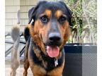 Rottweiler Mix DOG FOR ADOPTION RGADN-1011187 - Thor - Rottweiler / Terrier /