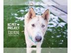 Siberian Husky Mix DOG FOR ADOPTION RGADN-1011209 - Toblerone - Siberian Husky /