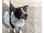 Spaniel Mix DOG FOR ADOPTION RGADN-1011271 - Olivia - Spaniel / Mixed (short