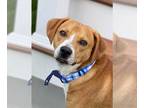 Beagle Mix DOG FOR ADOPTION RGADN-1011305 - Edwards - Beagle / Mixed Dog For