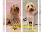 Poodle (Miniature) Mix DOG FOR ADOPTION RGADN-1011309 - Journey - Poodle