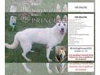 Mix DOG FOR ADOPTION RGADN-1011478 - Princess (Ready to go home July 2022) -
