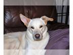 Mix DOG FOR ADOPTION RGADN-1011480 - Armin - White German Shepherd (medium