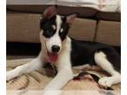 Australian Shepherd-Huskies Mix DOG FOR ADOPTION RGADN-1011643 - Angel -