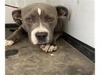 American Pit Bull Terrier DOG FOR ADOPTION RGADN-1011663 - A122271 - Pit Bull