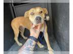 American Pit Bull Terrier Mix DOG FOR ADOPTION RGADN-1011667 - A122290 - Pit