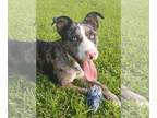 Australian Shepherd Mix DOG FOR ADOPTION RGADN-1011682 - Winston - Australian
