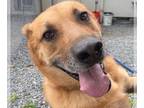 German Shepherd Dog Mix DOG FOR ADOPTION RGADN-1011712 - Elliot Butler - German
