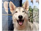 Border Collie-Huskies Mix DOG FOR ADOPTION RGADN-1011750 - Alarik JuM - Husky /