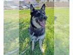 German Shepherd Dog-Huskies Mix DOG FOR ADOPTION RGADN-1011825 - Lady - German
