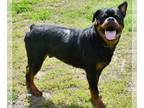 Rottweiler Mix DOG FOR ADOPTION RGADN-1011865 - Jango in Gloucester VA -