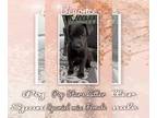 Spaniel Mix DOG FOR ADOPTION RGADN-1011939 - Pop Star Litter - Spaniel / Mixed