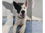 Border Collie-German Shepherd Dog Mix DOG FOR ADOPTION RGADN-1011991 - Bolt -