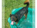 Australian Shepherd Mix DOG FOR ADOPTION RGADN-1012014 - Bruno bff w/Trusty -