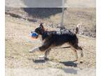 Australian Shepherd-Spaniel Mix DOG FOR ADOPTION RGADN-1012016 - Trusty bff
