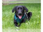 Shepradors DOG FOR ADOPTION RGADN-1012055 - Maverick - Labrador Retriever /