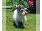 Jack Russell Terrier DOG FOR ADOPTION RGADN-1012061 - Little Man - Jack Russell
