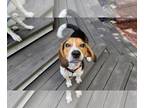 Beagle DOG FOR ADOPTION RGADN-1012078 - Gator V - Beagle Dog For Adoption
