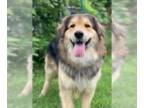 Collie-Great Pyrenees Mix DOG FOR ADOPTION RGADN-1012157 - Teddy - Collie /