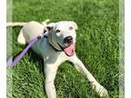 Labrador Retriever-Retriever Mix DOG FOR ADOPTION RGADN-1012161 - Gravy -