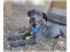 Labbe DOG FOR ADOPTION RGADN-1012168 - Arlo - Labrador Retriever / Beagle /