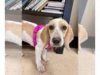 Beagle DOG FOR ADOPTION RGADN-1012200 - Blondie - Beagle Dog For Adoption