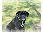 Boxer DOG FOR ADOPTION RGADN-1012212 - Roxie II - Boxer Dog For Adoption