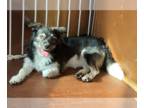 Australian Shepherd-Spaniel Mix DOG FOR ADOPTION RGADN-1012218 - Oliver -