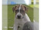 Boxer-Mastiff Mix DOG FOR ADOPTION RGADN-1012234 - Blu (NY-Kara) *Port Crane* -
