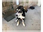 German Shepherd Dog-Treeing Walker Coonhound Mix DOG FOR ADOPTION RGADN-1012268