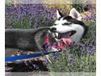 Alaskan Klee Kai Mix DOG FOR ADOPTION RGADN-1012299 - DOJA CAT - Alaskan Klee