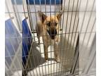 German Shepherd Dog-Siberian Husky Mix DOG FOR ADOPTION RGADN-1012318 - *TINA -