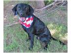 Labrador Retriever Mix DOG FOR ADOPTION RGADN-1012323 - EDWIN - Labrador