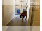 Bloodhound Mix DOG FOR ADOPTION RGADN-1012386 - *CILANTRO - Bloodhound / Mixed