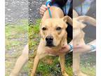 Labrador Retriever Mix DOG FOR ADOPTION RGADN-1012511 - Winnie - Labrador