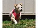 Cairn Terrier Mix DOG FOR ADOPTION RGADN-1012517 - Lidia - Schnauzer / Cairn