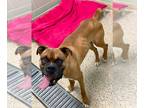 Boxer DOG FOR ADOPTION RGADN-1012536 - Hoyte - Boxer Dog For Adoption