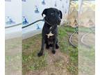 Labrador Retriever Mix DOG FOR ADOPTION RGADN-1012601 - *SHADOW - Labrador