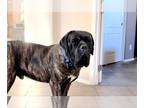 Mastiff DOG FOR ADOPTION RGADN-1012695 - Razor - Mastiff Dog For Adoption