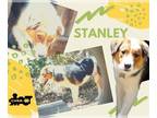 Australian Shepherd Mix DOG FOR ADOPTION RGADN-1012701 - Stanley - Australian