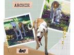 Great Dane DOG FOR ADOPTION RGADN-1012704 - Archie - Great Dane / Australian