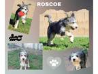 Huskies -Poodle (Standard) Mix DOG FOR ADOPTION RGADN-1012706 - Roscoe (Ritzy) -