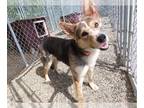Border Collie-German Shepherd Dog Mix DOG FOR ADOPTION RGADN-1012721 - MARLEY -