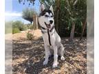 Mix DOG FOR ADOPTION RGADN-1012930 - Malakai - Husky Dog For Adoption
