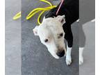 American Staffordshire Terrier DOG FOR ADOPTION RGADN-1013114 - *SHAWNEE -