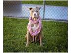 American Pit Bull Terrier Mix DOG FOR ADOPTION RGADN-1013148 - FANTA - Pit Bull