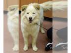 Siberian Husky Mix DOG FOR ADOPTION RGADN-1013219 - SQUIGGLE - Siberian Husky /
