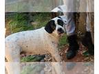 Boxer-Dalmatian Mix DOG FOR ADOPTION RGADN-1013220 - ELIZABETH - Boxer /