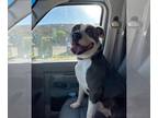 American Pit Bull Terrier Mix DOG FOR ADOPTION RGADN-1013291 - Oreo Courtesy